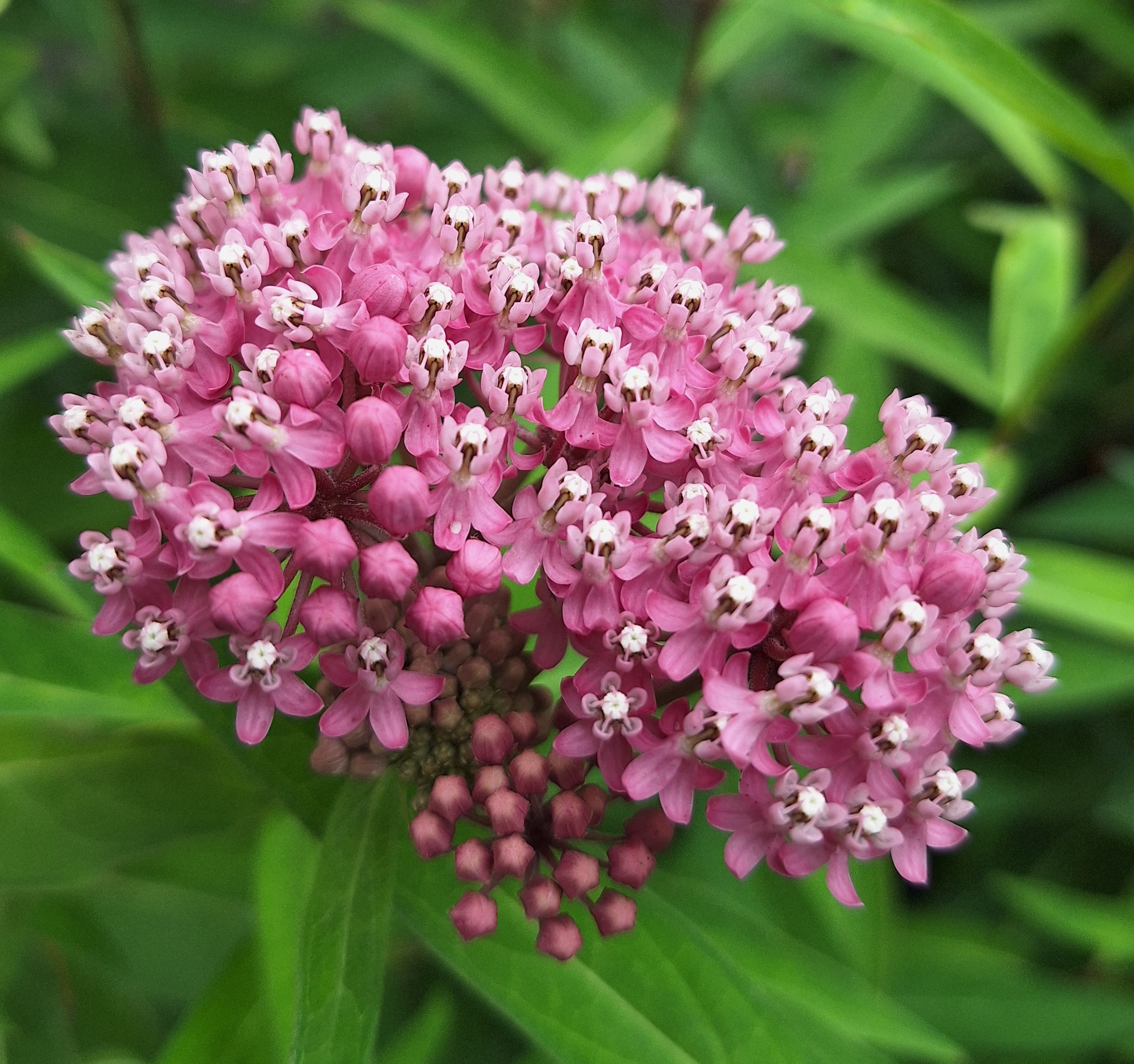 Light purple flowers with many small blooms.